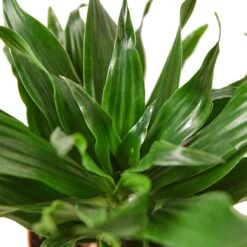 Dracaena ‘Janet Craig’ – 6″ Pot – NURSERY POT ONLY