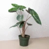 Alocasia Pink Dragon -Green Thumb Nursery ae39486a e794 4a6d 916b 1ff7c1d4a69c