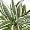 Dracaena ‘Warneckii White Jewel’ – 4″ Pot – NURSERY POT ONLY -Green Thumb Nursery b24f5845 d651 5830 9e46 7d7d665742b7 d9b2ac27 3765 4143 aa15 401f247dbf65