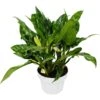Chinese Evergreen ‘Maria’