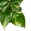 Pothos ‘Golden’ -Green Thumb Nursery b92b8551 fcad 5ef1 a724 16a40794133f