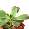 2″ Succulent Variety Packs -Green Thumb Nursery baa2b8a1 fde2 57a0 87b5 212b8fd4ffc3