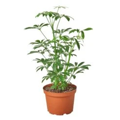 Schefflera Arboricola ‘Umbrella’ -Green Thumb Nursery bb6b255a c69a 5f3d 896c 0cddcdaaade3 9e166aa0 c716 485e 818b d0a344e1e504