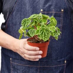 Peperomia ‘Ripple’ – 4″ Pot – NURSERY POT ONLY -Green Thumb Nursery be574a31 b089 51db 9fbb d94cb73d44b7 8fba2e07 69e2 4cf7 a7e1 641f5e3ea92c