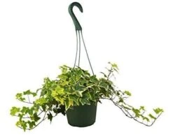 English Ivy Gold Child – 4″ Pot – NURSERY POT ONLY -Green Thumb Nursery c2259922 c17b 5666 9fff b875212e3d85 c2408be0 883f 4eb4 a696 36ccaad36948
