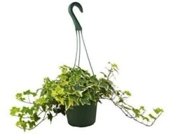English Ivy Gold Child – 6″ Pot – NURSERY POT ONLY