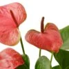 Anthurium ‘Pink’ -Green Thumb Nursery c3449b22 263a 5bf4 8bbc 0ea0cd269ee3
