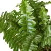 Jester’s Crown Fern – 6″ – NURSERY POT ONLY -Green Thumb Nursery c42298bc 644f 5b73 a429 78e421f5a6bd 451d2101 467c 4b9d 96a4 8fc994425d9c
