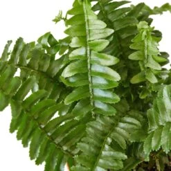Jester’s Crown Fern – 6″ – NURSERY POT ONLY
