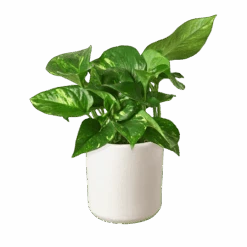 Pothos ‘Golden’ -Green Thumb Nursery c6aca1dd 613b 5355 becf 97e365b99c91 d26e7967 e559 4f20 b84d 3b9d23c1d3f3