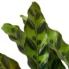 Calathea Lancifolia ‘Rattlesnake’ – 4″ Pot – NURSERY POT ONLY -Green Thumb Nursery c7463527 b7cd 559b 9e8d 9ef1afbbe0f8 1aced589 4a70 44c4 bd2e af26bd42b91d