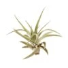 Tillandsia Air Plant Veluntina -Green Thumb Nursery c79cc49e 9f9a 5f38 8268 1963a443d871