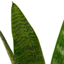 Snake Plant ‘Zeylanica’ – 4″ Pot – NURSERY POT ONLY
