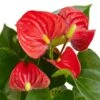 Anthurium ‘Red’ – 4″ Pot – NURSERY POT ONLY