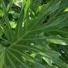 Philodendron ‘Lickety Split’ -Green Thumb Nursery d09187f2 e388 5cbd 835f 0f1e6d8589ae