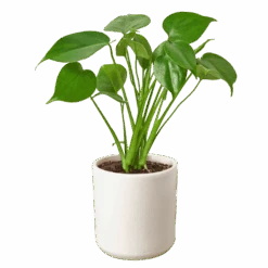 Philodendron Monstera Split-Leaf -Green Thumb Nursery d33a947d 6a30 5f74 8217 847b370f310c a2b97d43 0c75 4170 b611 24636a2959bd