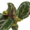 Calathea Roseopicta ‘Medallion’ -Green Thumb Nursery d38a82c4 f7d4 5236 b842 51204e6f5de1