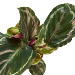 Calathea Roseopicta ‘Medallion’