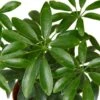 Schefflera Arboricola ‘Umbrella’ -Green Thumb Nursery d3ae19f4 7506 5d82 85b1 dc980ff283c1