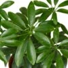 Schefflera Arboricola ‘Umbrella’ – 4″ Pot – NURSERY POT ONLY -Green Thumb Nursery d3ae19f4 7506 5d82 85b1 dc980ff283c1 8736f594 9cff 4ea1 8989 15e0ec2ac024
