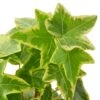 English Ivy Gold Child – 4″ Pot – NURSERY POT ONLY -Green Thumb Nursery d5c384a8 150a 5b59 94bd 4fe650710e92 27f40f69 f76e 4bdf a639 c1214f580cb9