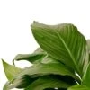 Spathiphyllum ‘Peace Lily’ – 6″ Pot – NURSERY POT ONLY -Green Thumb Nursery d6af1057 2386 5b84 9512 c00d54f19cce 5e2a8e7e bcf3 4270 9ad3 ce92567c8de9