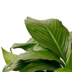Spathiphyllum ‘Peace Lily’ – 6″ Pot – NURSERY POT ONLY