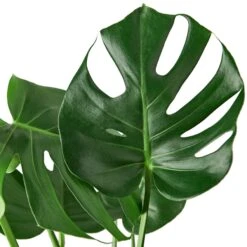 Philodendron Monstera Split-Leaf -Green Thumb Nursery dc8d6bc3 3f9f 5cab 8015 7629532401a7 4b87a868 c016 4bfa ac45 36cc139415f7