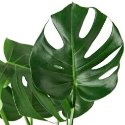 Philodendron Monstera Split-Leaf – 6″ Pot – NURSERY POT ONLY