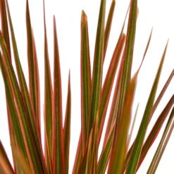Dracaena ‘Colorama’ – 4″ Pot – NURSERY POT ONLY