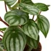 Peperomia Watermelon -Green Thumb Nursery e02322d9 a60a 576f a091 a715e8d4f419