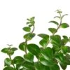 Lipstick Plant -Green Thumb Nursery e2e684a9 4af2 54e5 bcc7 4d9ea7520b47