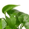 Pothos ‘Green Queen’ -Green Thumb Nursery e767f55c a91f 5fc4 8a94 862c96551549