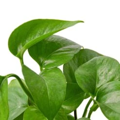 Pothos ‘Green Queen’