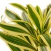 Dracaena ‘Song Of India’ – 4″ Pot – NURSERY POT ONLY -Green Thumb Nursery e9ebc76b 2e7b 59e7 b8c1 b9da4f11f69f f7965e1f 3864 4416 b3f5 9eea04c1d25a