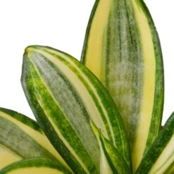 Snake Plant Gold Hahnii – 4″ Pot – NURSERY POT ONLY -Green Thumb Nursery eb19e374 9ee9 585c a008 4c27ecaef902 403252fa 1a3c 4ffe 99cd 0a00d304895c