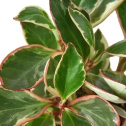 Peperomia ‘Ginny’
