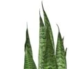 Snake Plant ‘Zeylanica’ – 6″ Pot – NURSERY POT ONLY -Green Thumb Nursery f16b0e47 ce65 5e2e aa57 8bd6c3bd7dbf 2eaf34c8 b2c3 4cec b350 be724736aec7