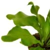 Bird’s Nest ‘Nidus’ Fern -Green Thumb Nursery f1d64397 eb11 5646 9e76 e09d827d76bd