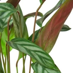 Calathea ‘Grey Star’ – 6″ Pot – NURSERY POT ONLY