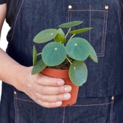 Pilea Peperomioides ‘Chinese Money’ – 4″ Pot – NURSERY POT -Green Thumb Nursery fbf9451a 32c7 58ae 92d1 23deb6c3d59e 67153a07 9482 49db 9f68 ca7034d11c9d