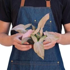 Syngonium ‘Pink Splash’ – 4″ Pot -Green Thumb Nursery open uri20230422 4129384 17ai97b