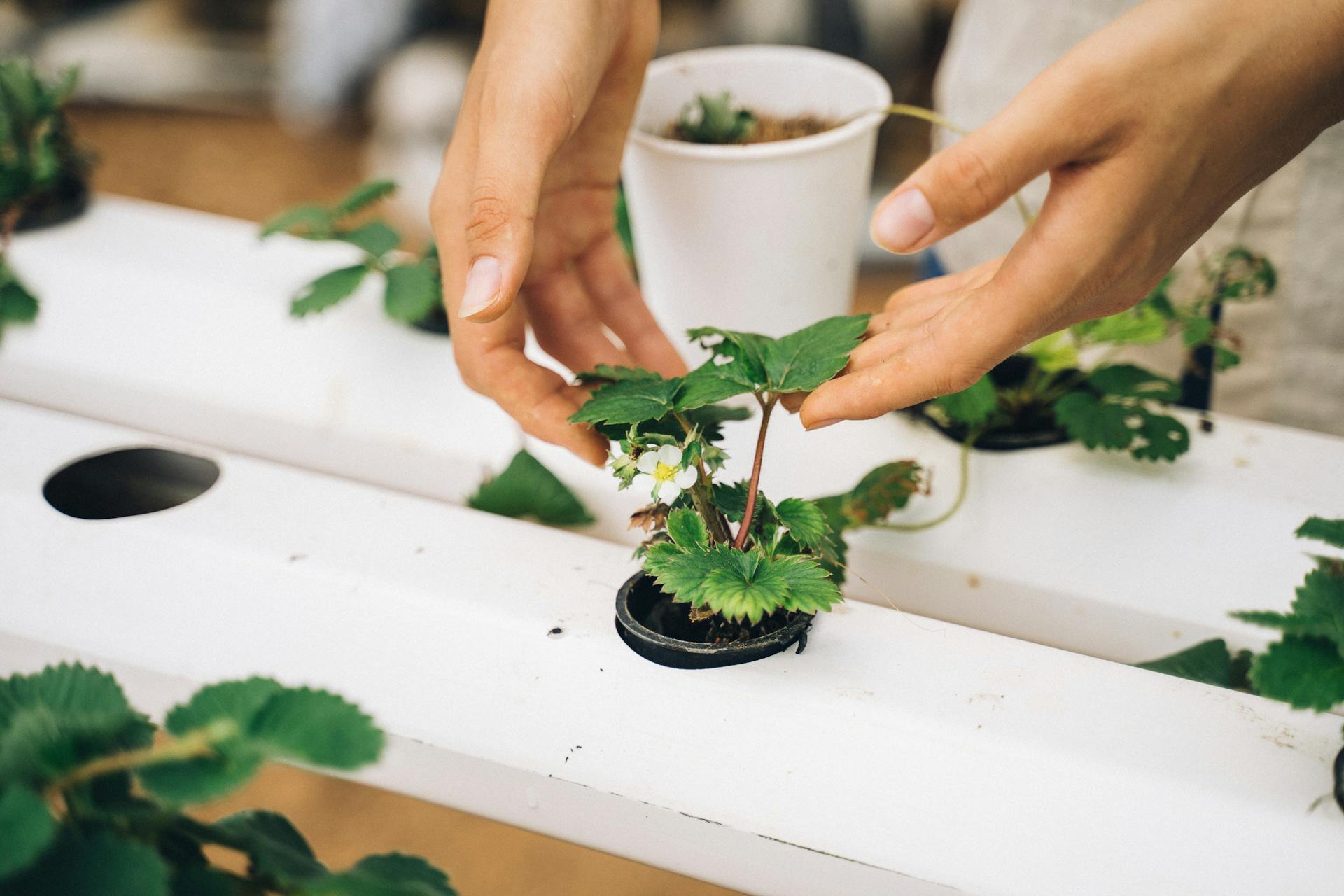 Green Thumb Nursery -Green Thumb Nursery pexels anntarazevich 7299974