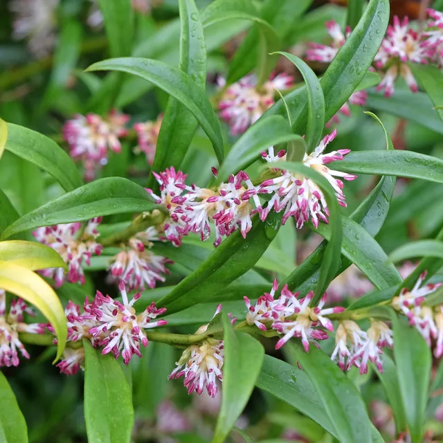 Green Thumb Nursery -Green Thumb Nursery undefined 1